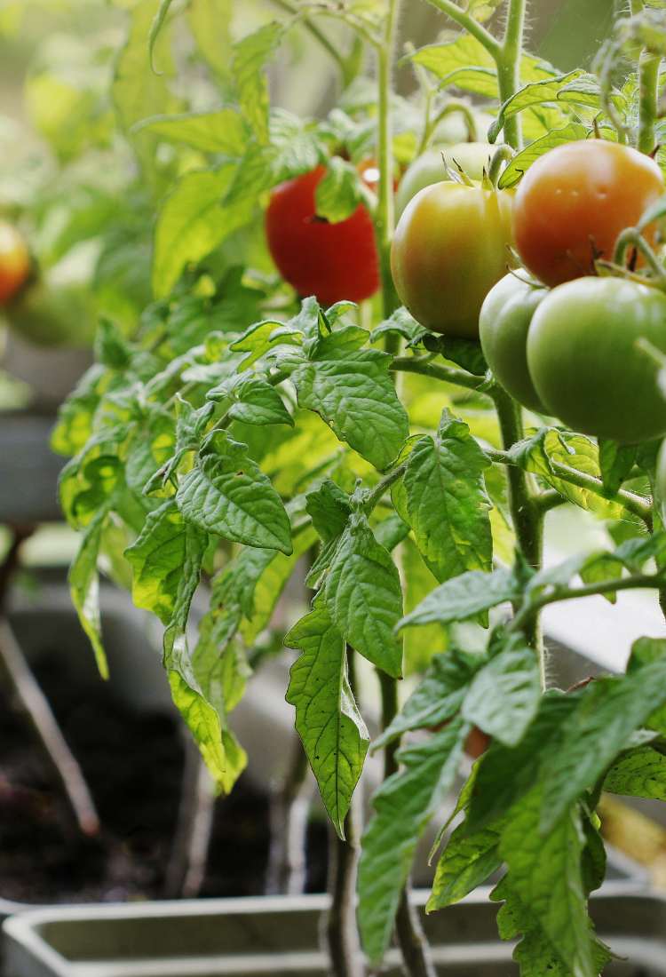 Tomaten aus Biosaatgut Balkon