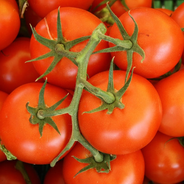 Tomaten aus Biosaatgut