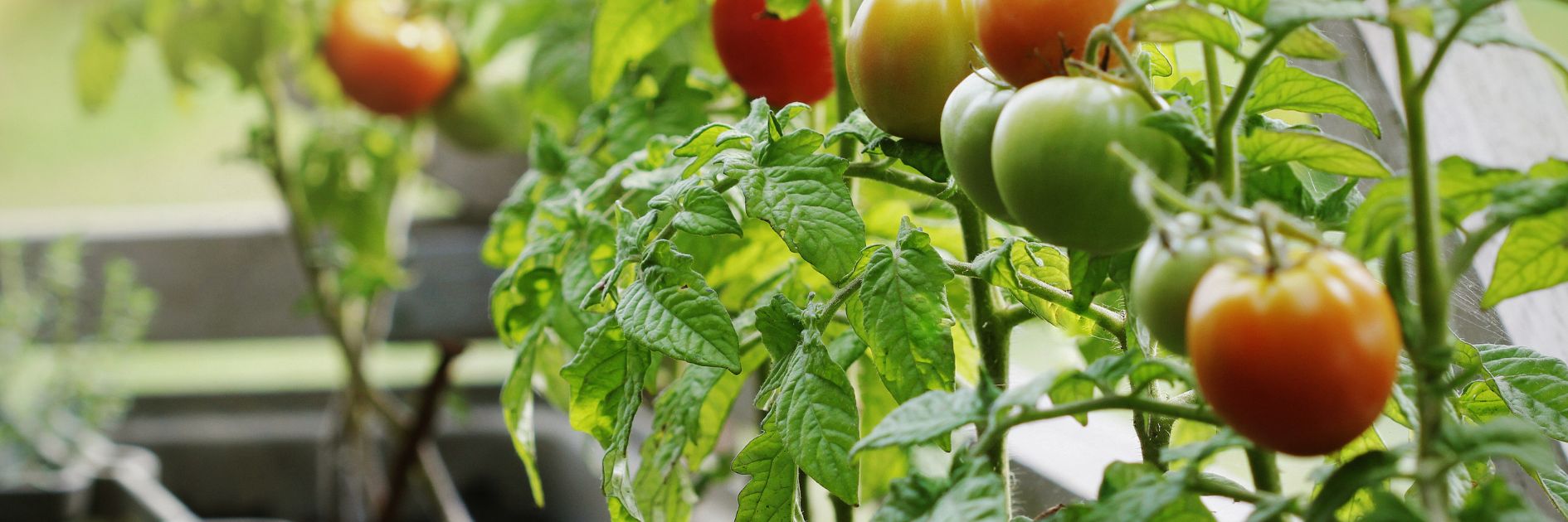 Tomaten aus Biosaatgut auf dem Balkon